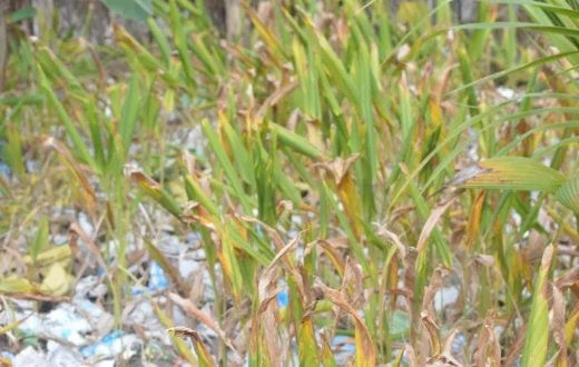 Sindrom Mata Kering pada pengguna layar