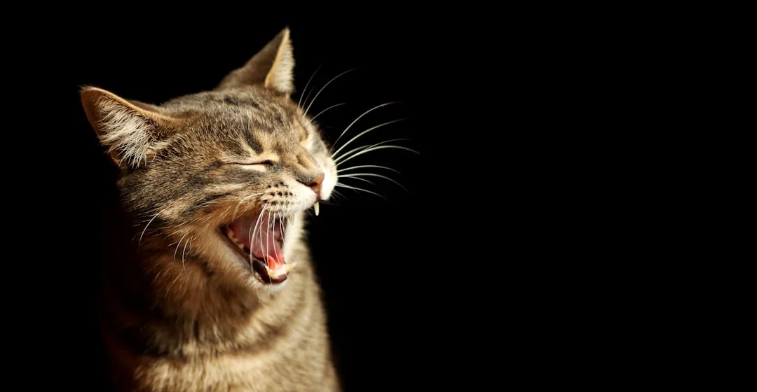 Kucing takut air dan fakta evolusi yang menarik