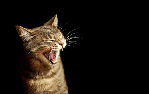 Kucing takut air dan fakta evolusi yang menarik