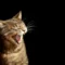 Kucing takut air dan fakta evolusi yang menarik