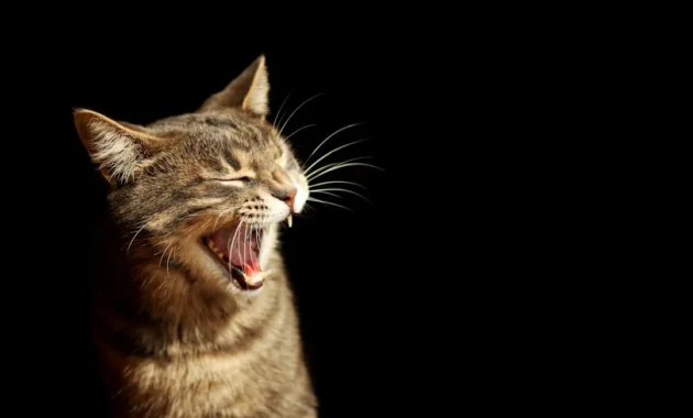 Kucing takut air dan fakta evolusi yang menarik